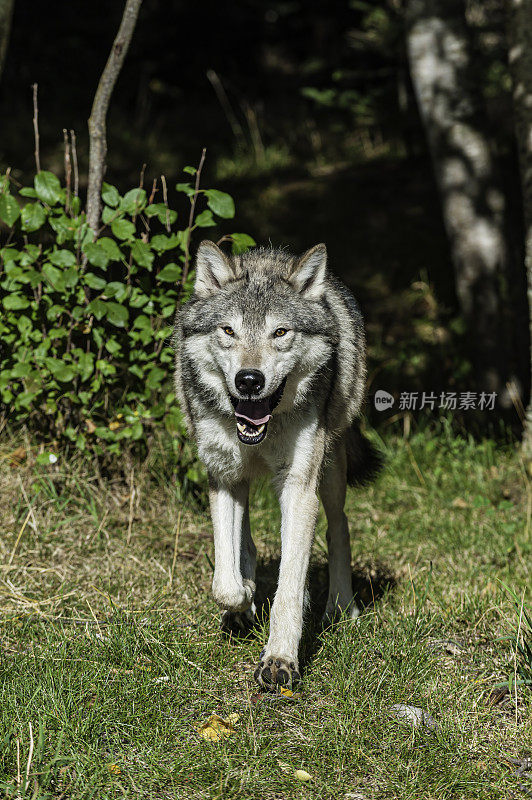 灰狼或灰狼(Canis lupus)，简称狼，是犬科动物中最大的野生成员。